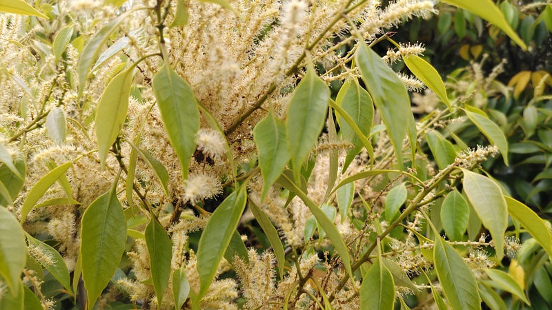 スダジイの花 横浜市泉区和泉町