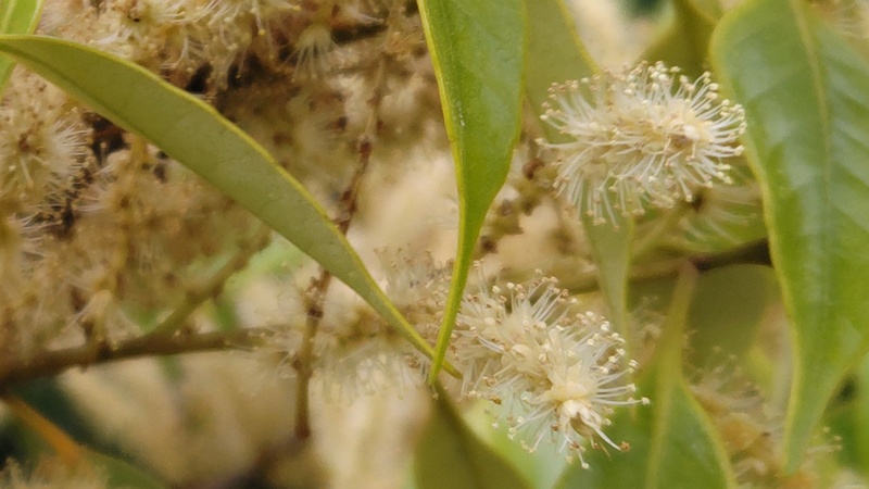スダジイの花 横浜市泉区和泉町