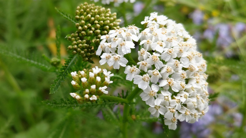 セイヨウノコギリソウの花 川崎市幸区さいわいふるさと公園