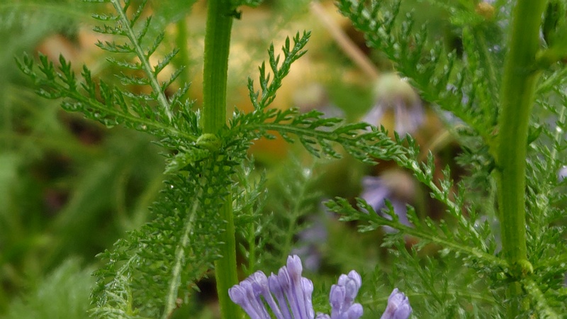 セイヨウノコギリソウの葉 川崎市幸区さいわいふるさと公園