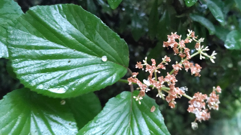 ガマズミの花後 川崎市幸区さいわいふるさと公園