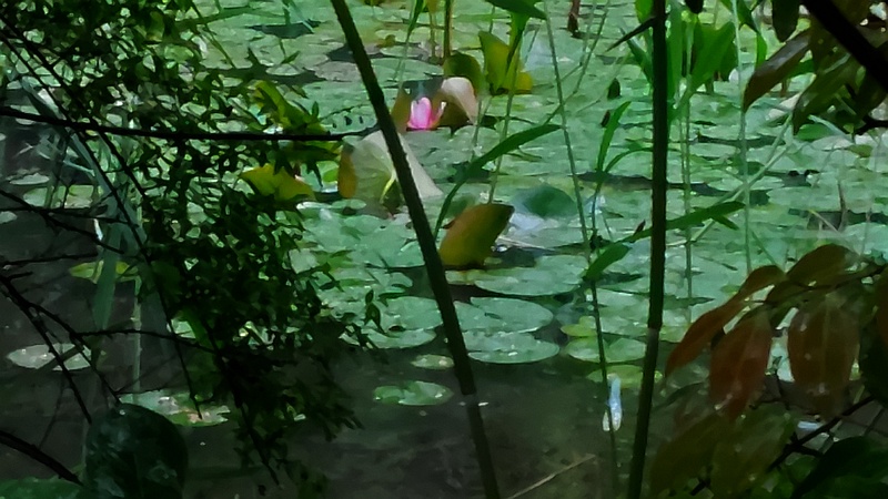 スイレンの花 川崎市幸区さいわいふるさと公園