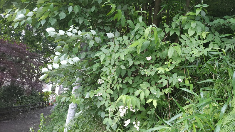 ヒメウツギの花 横浜市旭区帷子川親水緑道