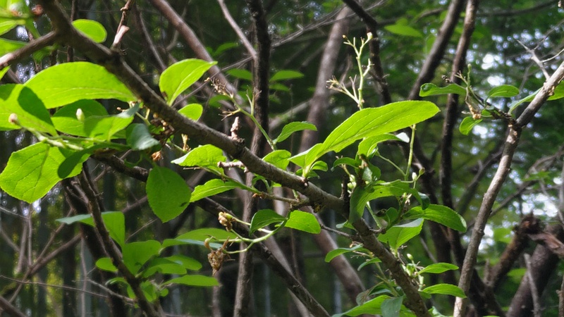 サワフタギの蕾 横浜市旭区帷子川親水緑道