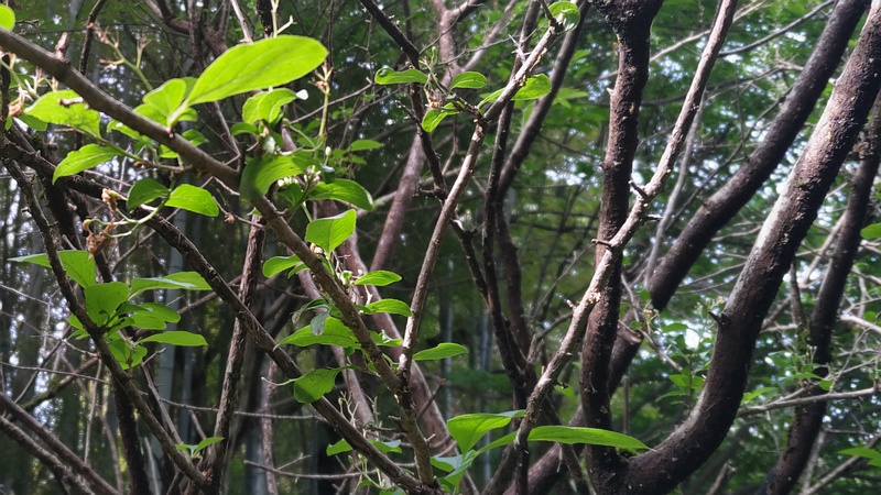 サワフタギ 横浜市旭区帷子川親水緑道