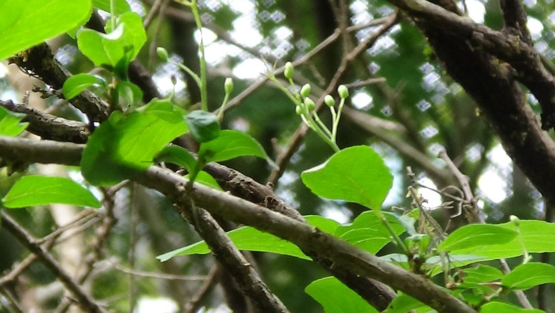 サワフタギ 横浜市旭区帷子川親水緑道