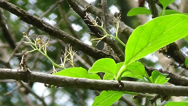 サワフタギ 横浜市旭区帷子川親水緑道