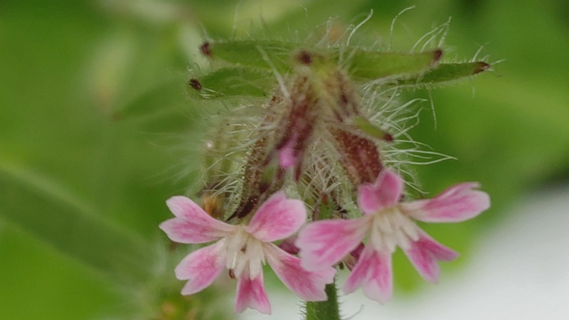 マンテマの花 横浜市旭区帷子川親水緑道