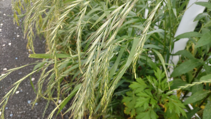 カモジグサ 横浜市旭区帷子川親水緑道