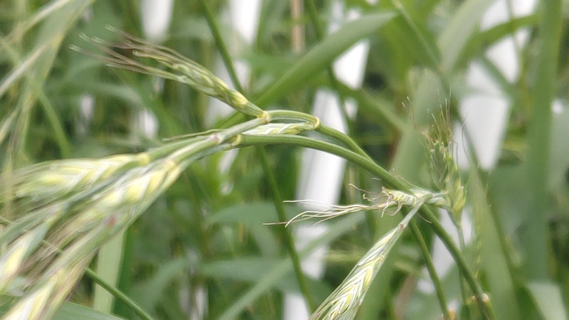 カモジグサ 横浜市旭区帷子川親水緑道
