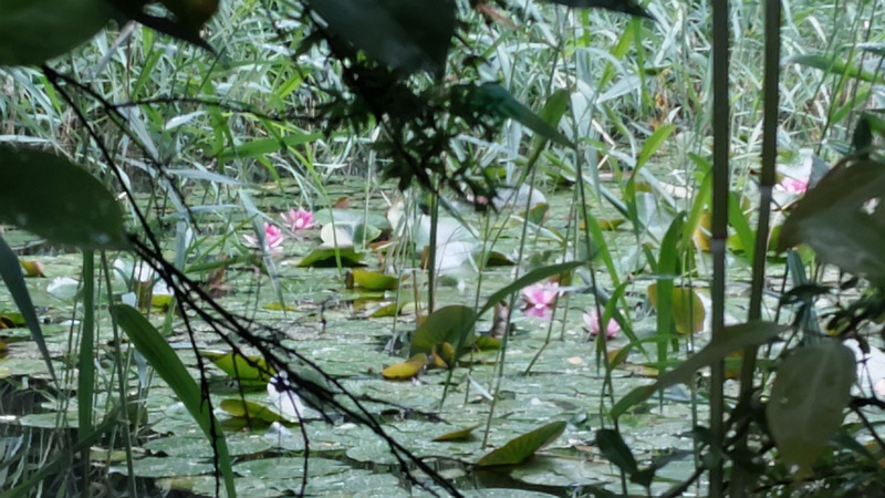 スイレンの花 川崎市幸区さいわいふるさと公園