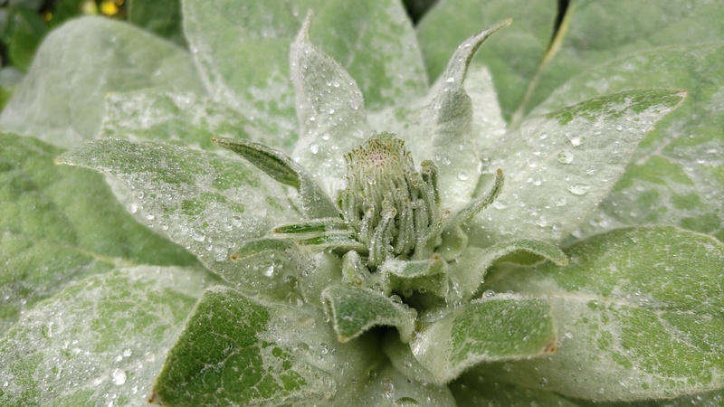 ビロードモウズイカ 川崎市幸区さいわいふるさと公園