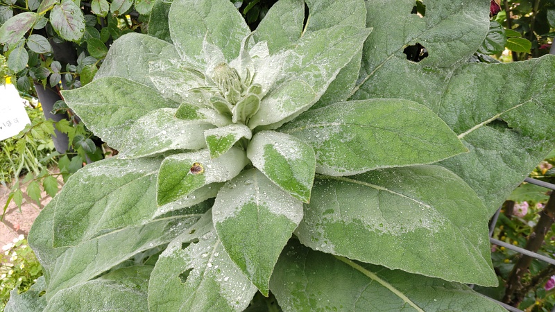 ビロードモウズイカ 川崎市幸区さいわいふるさと公園