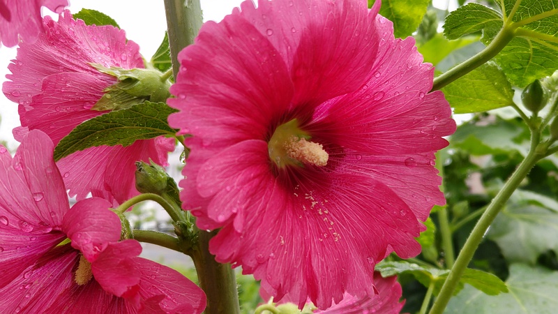タチアオイの花 川崎市幸区さいわいふるさと公園