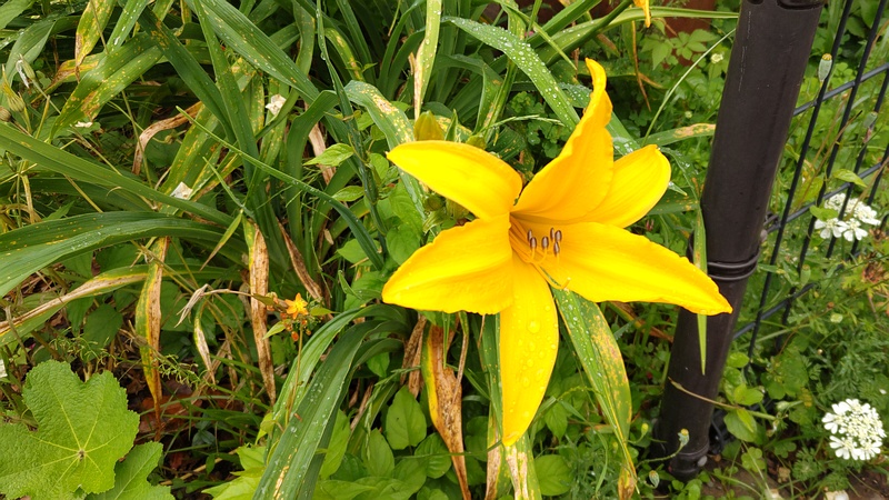 ニッコウキスゲの花 川崎市幸区さいわいふるさと公園