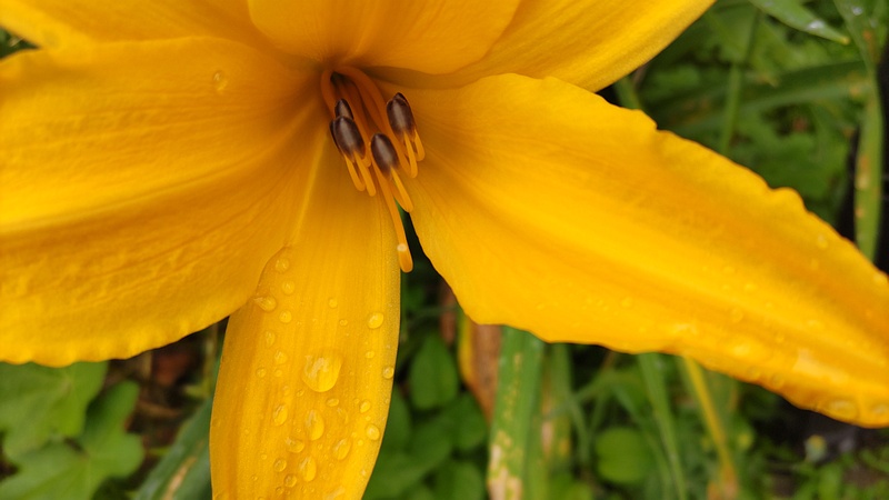 ニッコウキスゲの花 川崎市幸区さいわいふるさと公園
