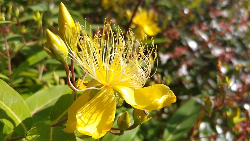 ビヨウヤナギの花 川崎市幸区