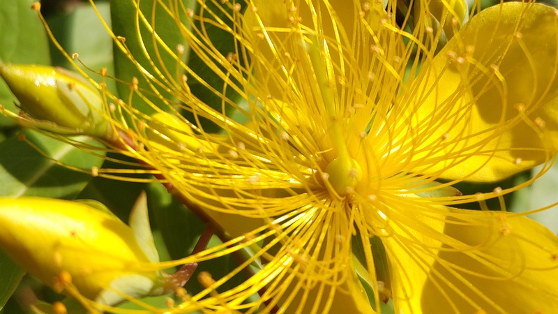 ビヨウヤナギの花 川崎市幸区