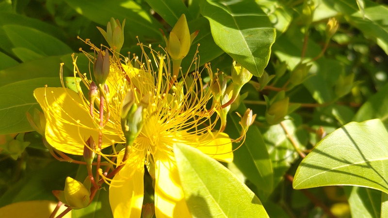 ビヨウヤナギの花 川崎市幸区