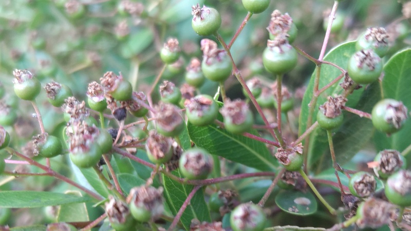 カザンデマリの花後 川崎市幸区さいわいふるさと公園