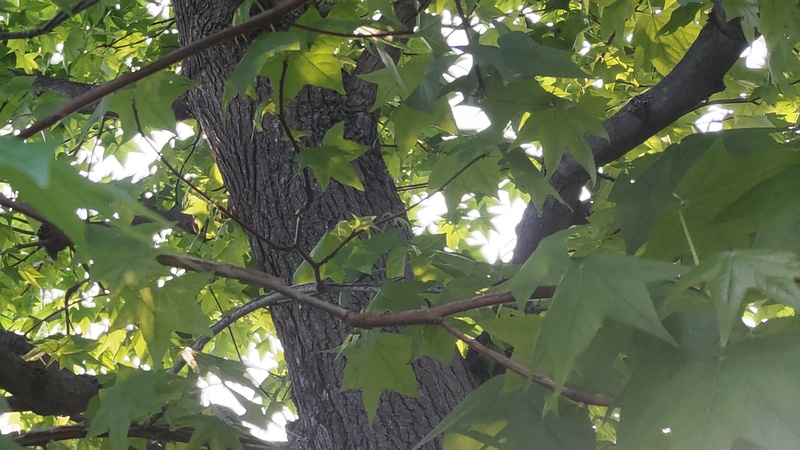 モミジバフウ 川崎市幸区さいわいふるさと公園
