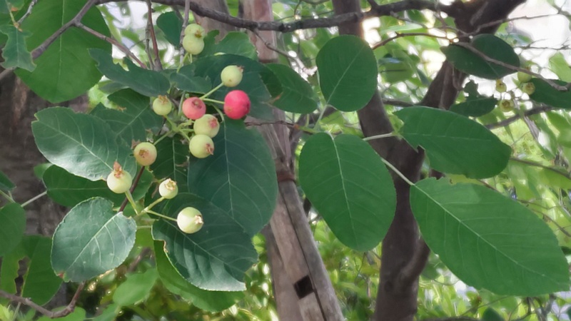 アメリカザイフリボクの果実 川崎市幸区創造のもり