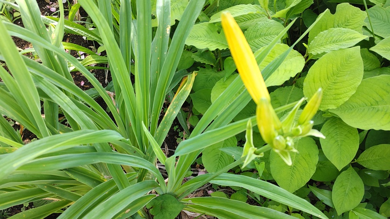 ニッコウキスゲの蕾 川崎市幸区さいわいふるさと公園