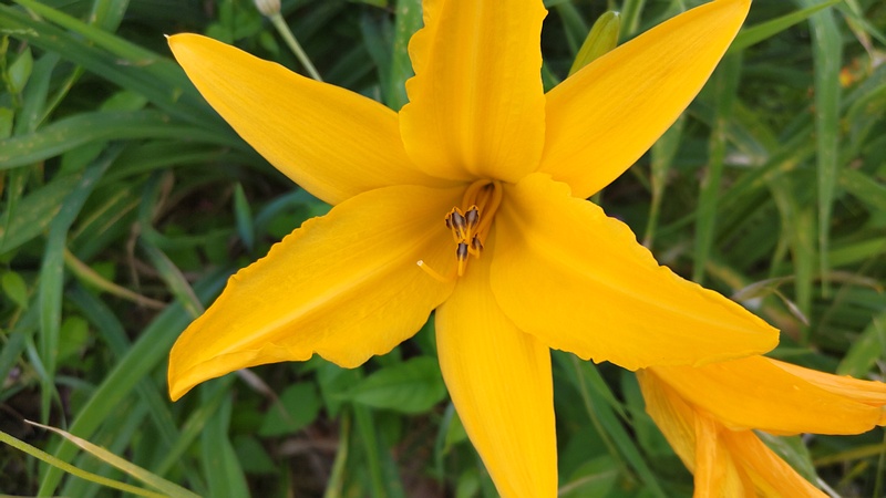 ニッコウキスゲの花 川崎市幸区さいわいふるさと公園