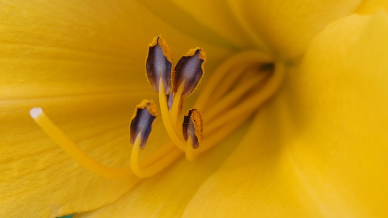 ニッコウキスゲの花 川崎市幸区さいわいふるさと公園