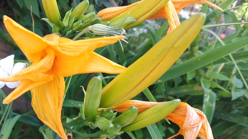 ニッコウキスゲの花 川崎市幸区さいわいふるさと公園