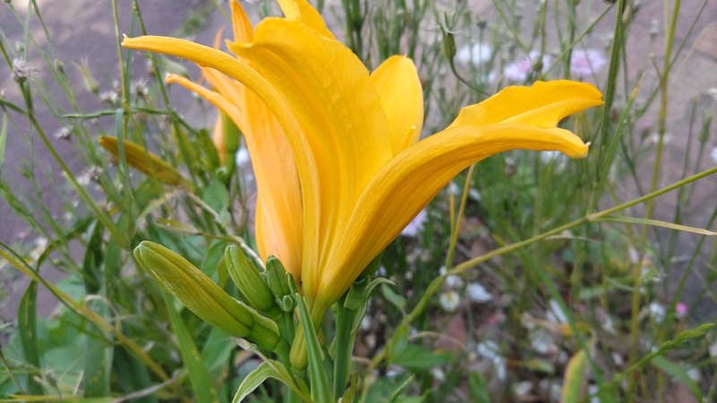 ニッコウキスゲの花 川崎市幸区さいわいふるさと公園