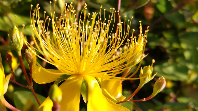 ビヨウヤナギの花 川崎市幸区