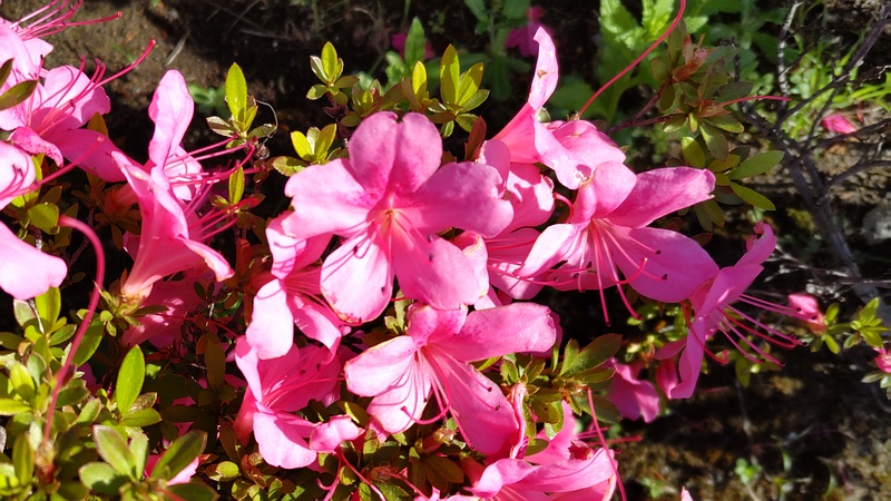 サツキの花 川崎市幸区