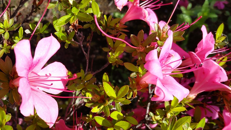 サツキの花 川崎市幸区