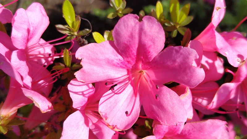 サツキの花 川崎市幸区
