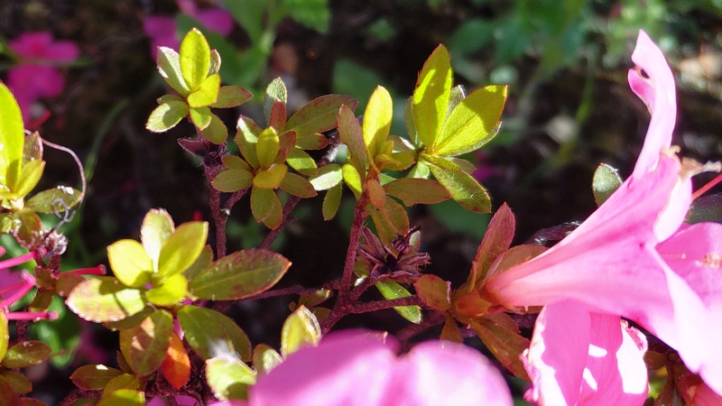 サツキの花 川崎市幸区