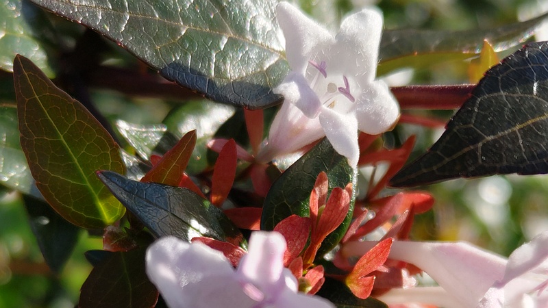アベリアの花 川崎市幸区