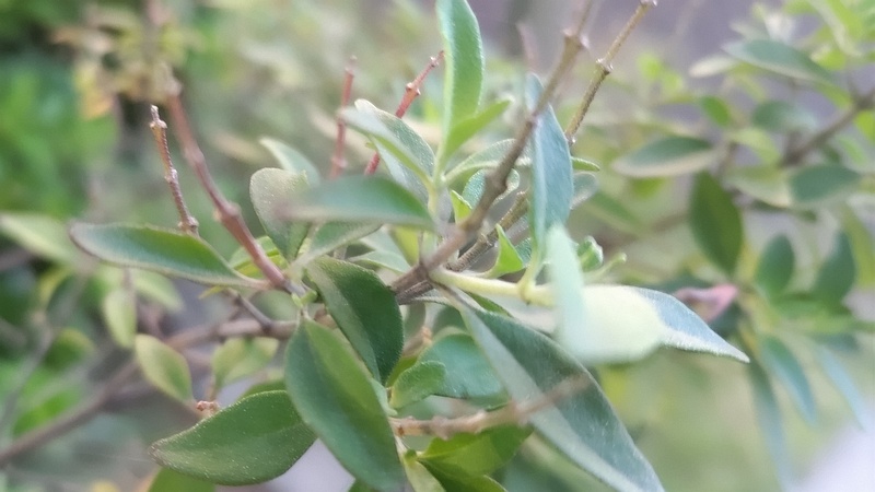 ミントブッシュの花後 川崎市幸区さいわいふるさと公園