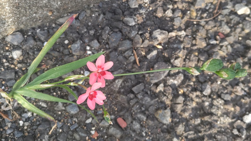 ヒメヒオウギの花と若い果実 横浜市旭区中希望が丘