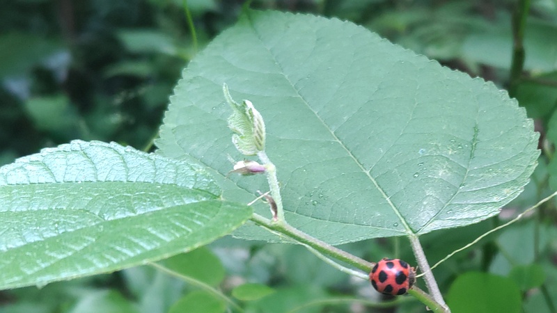 クワのトホシテントウ 横浜市旭区希望が丘水の森公園