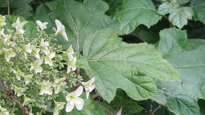 カシワバアジサイの花 横浜市瀬谷区長屋門公園