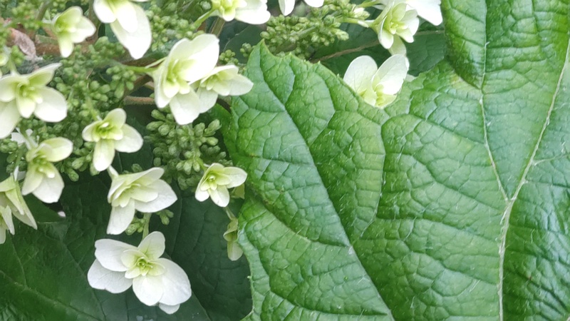 カシワバアジサイの花 横浜市瀬谷区長屋門公園