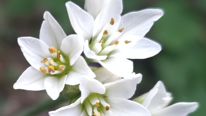 ハタケニラの花 横浜市瀬谷区長屋門公園