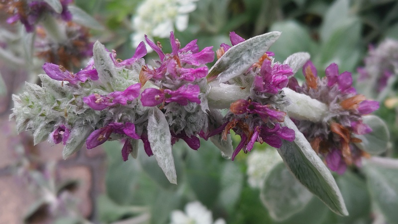 ワタチョロギの花 川崎市幸区さいわいふるさと公園