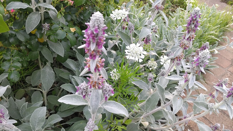ワタチョロギの花 川崎市幸区さいわいふるさと公園