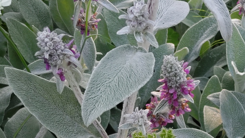 ワタチョロギの花 川崎市幸区さいわいふるさと公園