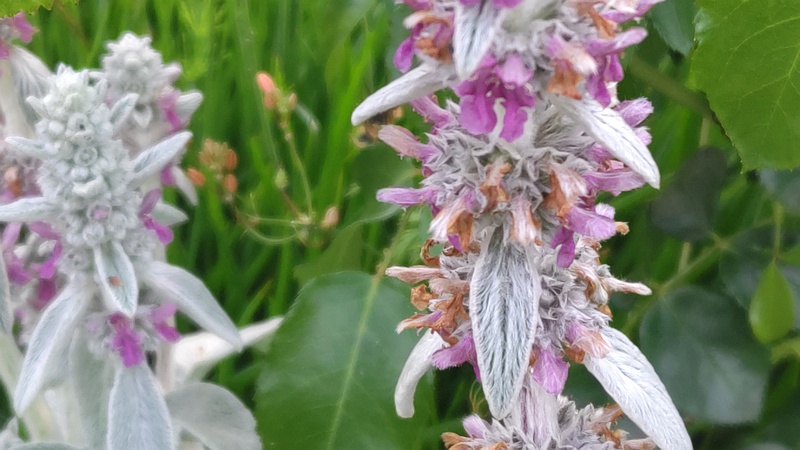 ワタチョロギの花 川崎市幸区さいわいふるさと公園