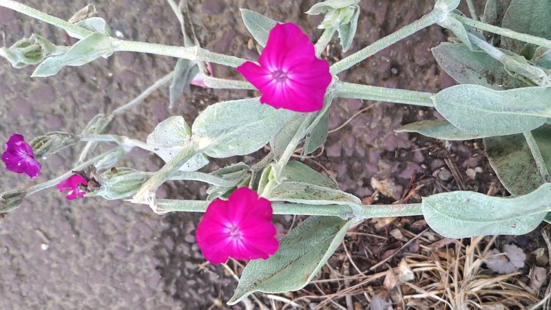 スイセンノウの花 川崎市幸区さいわいふるさと公園