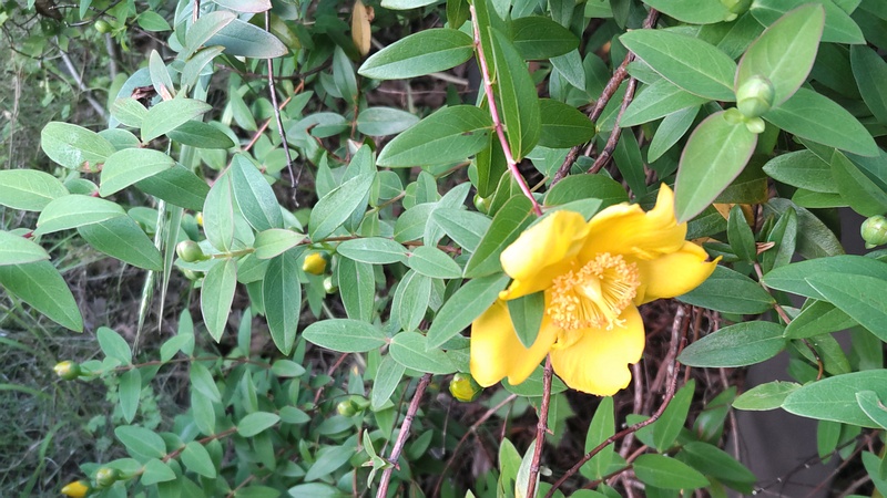 キンシバイの花 川崎市幸区さいわいふるさと公園