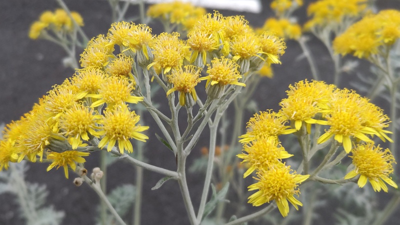シロタエギクの花 川崎市幸区さいわいふるさと公園